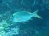 136 - Palau9-2 Virgin Blue Hole
