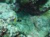 138 - Palau9-2 Virgin Blue Hole