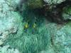 139 - Palau9-2 Virgin Blue Hole