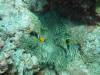 140 - Palau9-2 Virgin Blue Hole