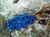 141 - Palau9-2 Virgin Blue Hole