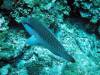142 - Palau9-2 Virgin Blue Hole