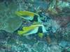 144 - Palau9-2 Virgin Blue Hole
