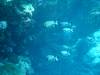 147 - Palau9-2 Virgin Blue Hole