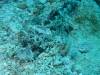 153 - Palau9-2 Virgin Blue Hole