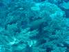 157 - Palau9-2 Virgin Blue Hole
