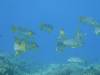 100 - Palau9-3 Blue Corner