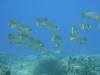 101 - Palau9-3 Blue Corner