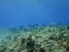 104 - Palau9-3 Blue Corner