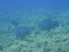 106 - Palau9-3 Blue Corner