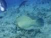 113 - Palau9-3 Blue Corner