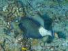 119 - Palau9-3 Blue Corner