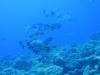 127 - Palau9-3 Blue Corner