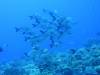 128 - Palau9-3 Blue Corner