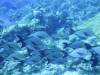 129 - Palau9-3 Blue Corner