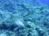 130 - Palau9-3 Blue Corner