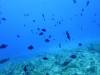 133 - Palau9-3 Blue Corner