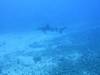 134 - Palau9-3 Blue Corner