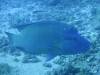 135 - Palau9-3 Blue Corner