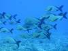 148 - Palau9-3 Blue Corner