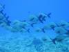 149 - Palau9-3 Blue Corner