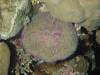100 - Palau9-4N Barnum's Wall