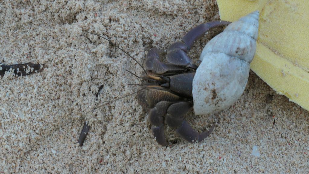 313 - Peleliu Land Tour