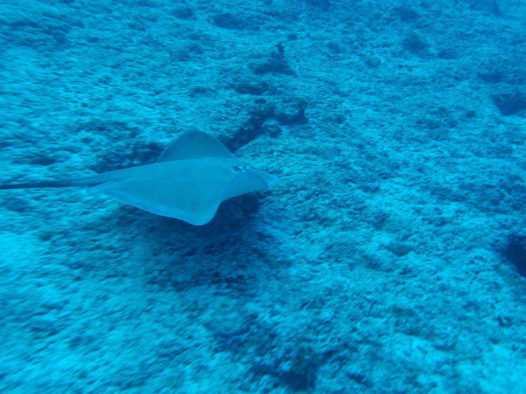 102 - Maldives1-2 Fish Tank