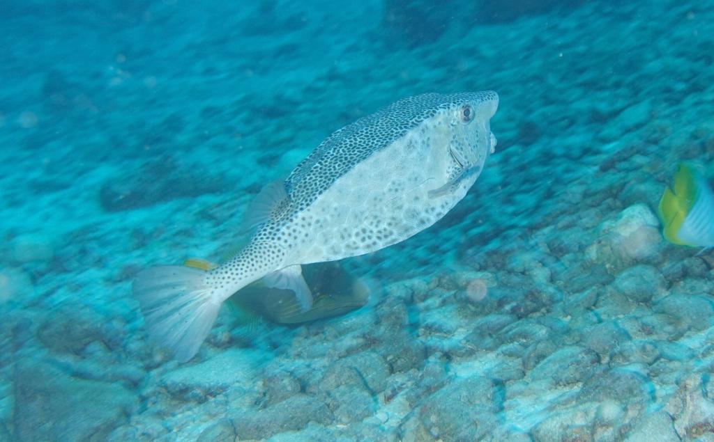 105 - Maldives1-2 Fish Tank