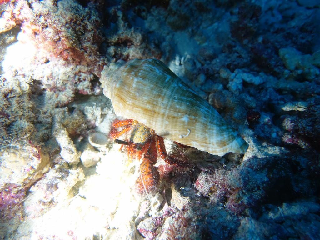 108 - Maldives1-2 Fish Tank