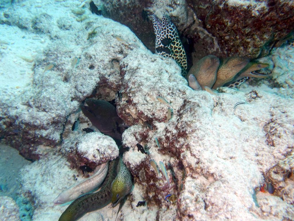 145 - Maldives1-2 Fish Tank