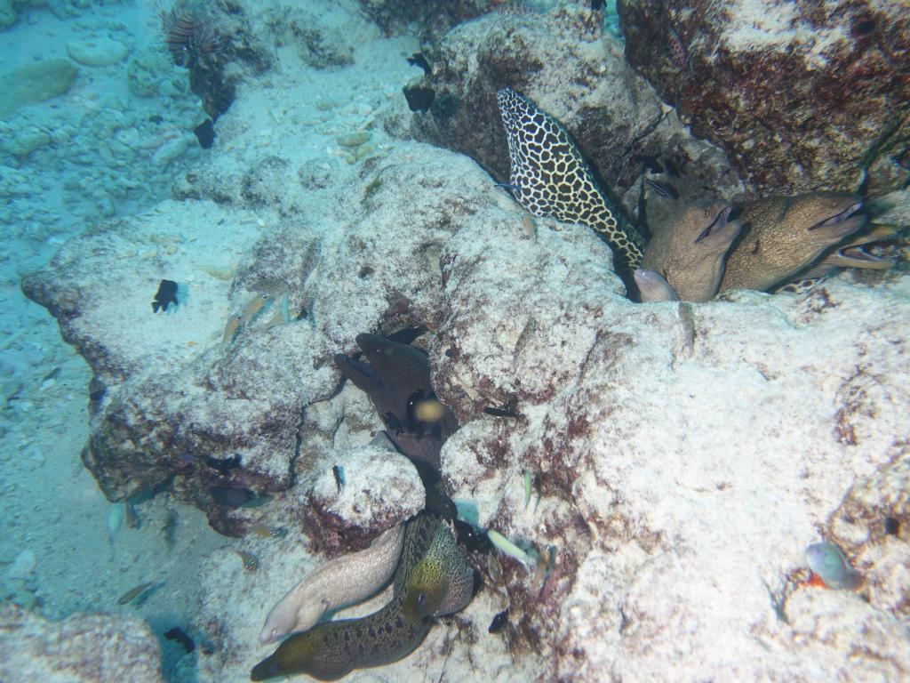 146 - Maldives1-2 Fish Tank