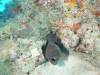 108 - Maldives2-2 Galhu Faihu Wreck