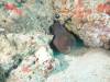 109 - Maldives2-2 Galhu Faihu Wreck