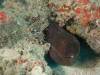 110 - Maldives2-2 Galhu Faihu Wreck