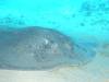 113 - Maldives2-2 Galhu Faihu Wreck