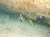 119 - Maldives2-2 Galhu Faihu Wreck