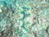 120 - Maldives2-2 Galhu Faihu Wreck