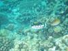 121 - Maldives2-2 Galhu Faihu Wreck