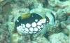 122 - Maldives2-2 Galhu Faihu Wreck