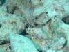101 - Maldives3-1 Maa Giri Rock