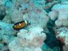 106 - Maldives3-1 Maa Giri Rock