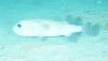 108 - Maldives3-1 Maa Giri Rock