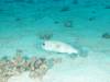 109 - Maldives3-1 Maa Giri Rock