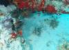 111 - Maldives3-1 Maa Giri Rock