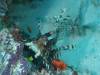 113 - Maldives3-1 Maa Giri Rock
