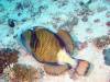 117 - Maldives3-1 Maa Giri Rock