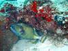 122 - Maldives3-1 Maa Giri Rock