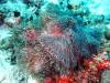 123 - Maldives3-1 Maa Giri Rock