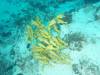 124 - Maldives3-1 Maa Giri Rock